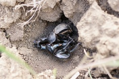 Lethrus apterus