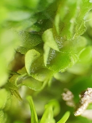 Southbya tophacea
