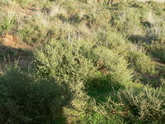 Caroxylon rabieanum