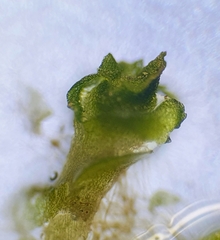 Southbya tophacea