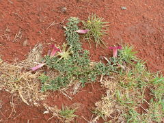 Harpagophytum procumbens