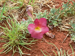 Harpagophytum procumbens