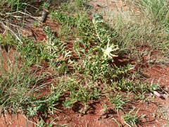 Harpagophytum procumbens
