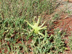 Harpagophytum procumbens