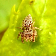 Dendryphantina
