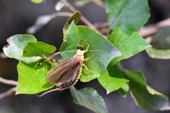 Palingenia longicauda