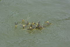 Palingenia longicauda