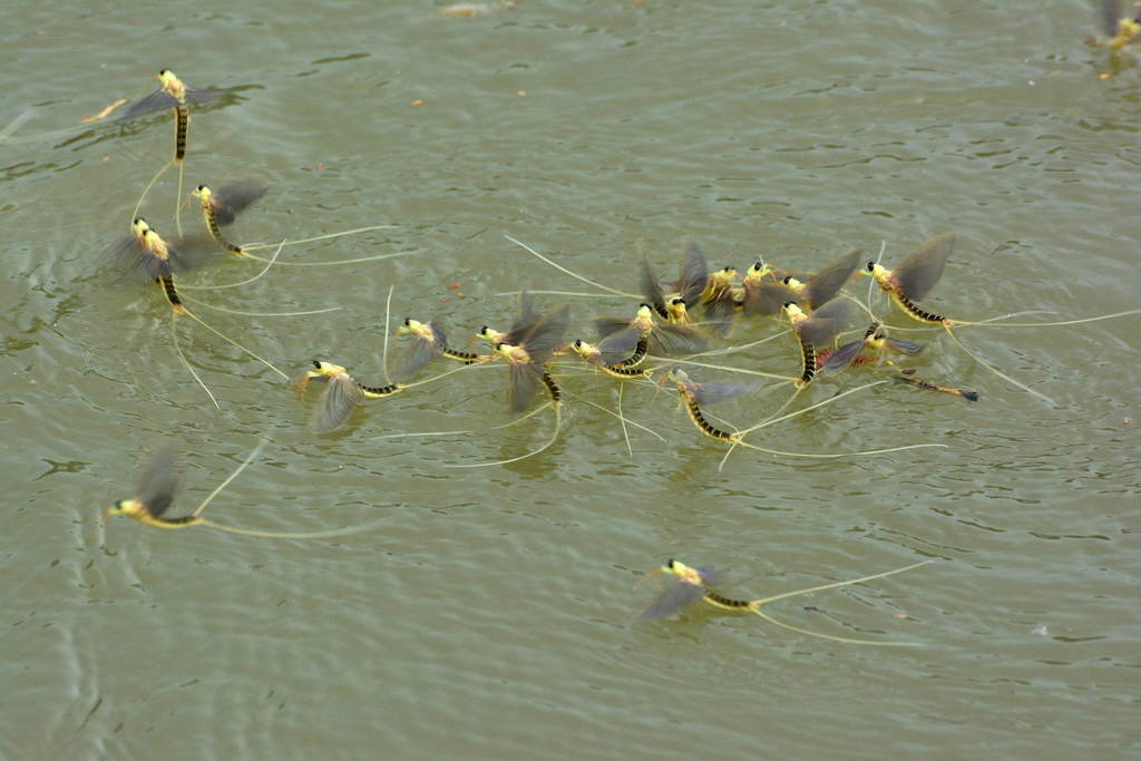 Palingenia