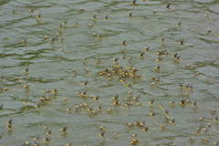 Palingenia longicauda