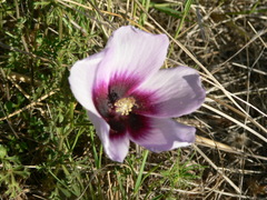 Hibiscus marlothianus