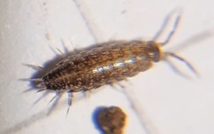 Chaetophiloscia