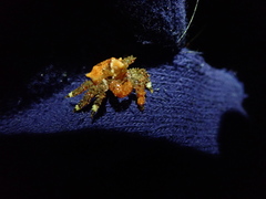 Phyllolithodes papillosus