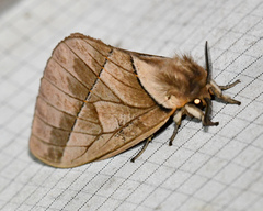 Pseudodirphia weberorum