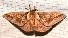 Pseudodirphia weberorum