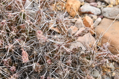Grusonia aggeria