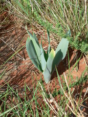 Schizocarphus nervosus