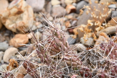 Grusonia aggeria
