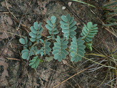 Senna italica arachoides