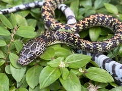 Siphlophis cervinus