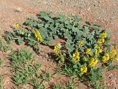 Senna italica arachoides