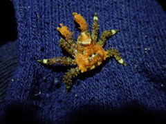 Phyllolithodes papillosus