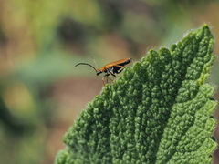 Rhagonycha nigriventris