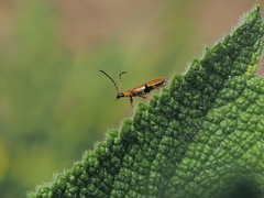 Rhagonycha nigriventris
