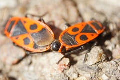 Pyrrhocoris apterus