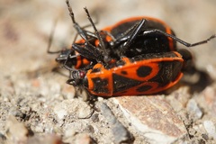 Pyrrhocoris apterus