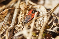 Melanocoryphus tristrami