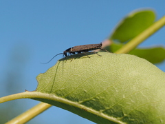 Ectobius erythronotus