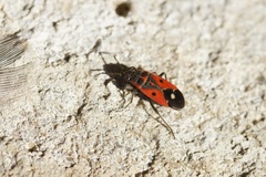 Melanocoryphus tristrami