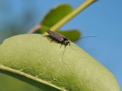 Ectobius erythronotus