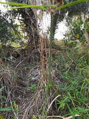 Cyperus ligularis image