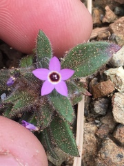 Collomia diversifolia