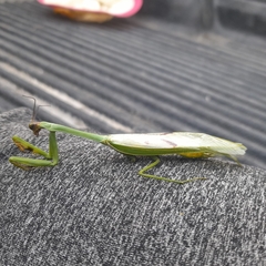 Stagmatoptera supplicaria
