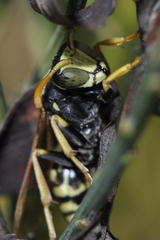 Polistes austroccidentalis