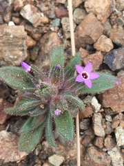 Collomia diversifolia