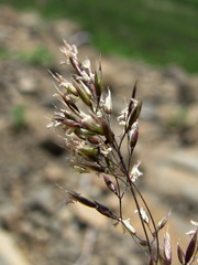 Agrostis vinealis
