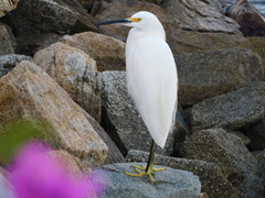 Egretta thula