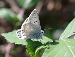 Polyommatus hispana