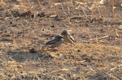 Pseudonigrita arnaudi