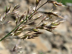 Agrostis vinealis