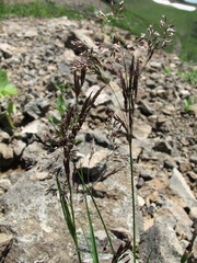 Agrostis vinealis