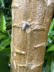 Drymaeus papyraceus