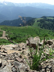 Agrostis vinealis