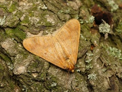 Erannis defoliaria