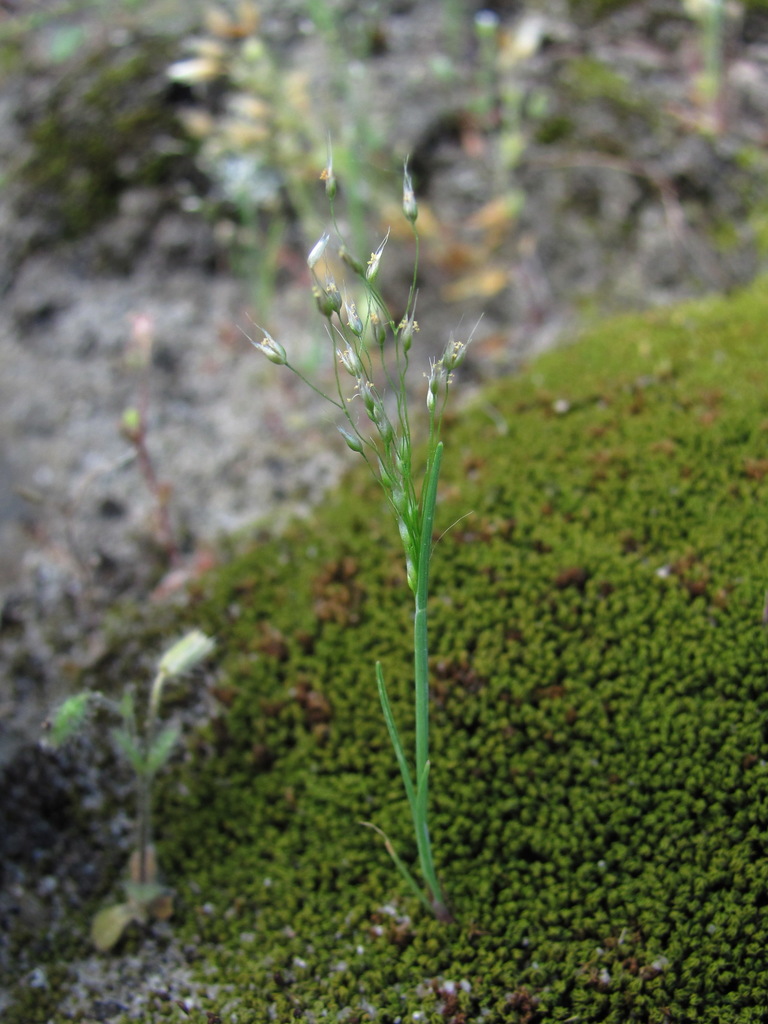elegant hair grass