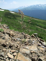 Agrostis vinealis