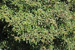 Blakea grandiflora image